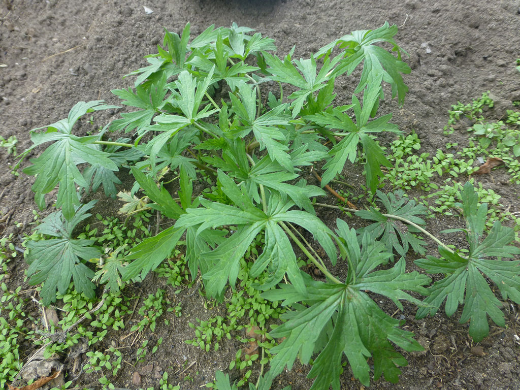 Image of Geranium sibiricum specimen.