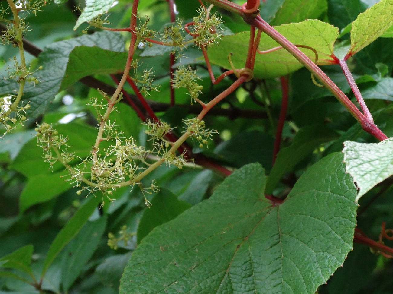 Изображение особи Vitis amurensis.