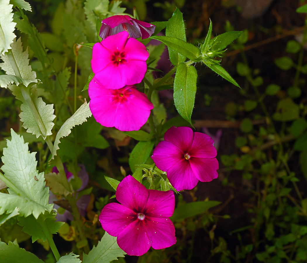 Изображение особи Phlox drummondii.