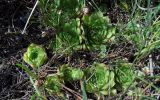 Sempervivum caucasicum. Вегетирующие розетки листьев. Республика Адыгея, Майкопский р-н, ок. 3 км к северу от пос. Гузерипль, восточный склон горы Казачья, выс. ок. 1200 м н.у.м., на краю скалы. 23.07.2016.