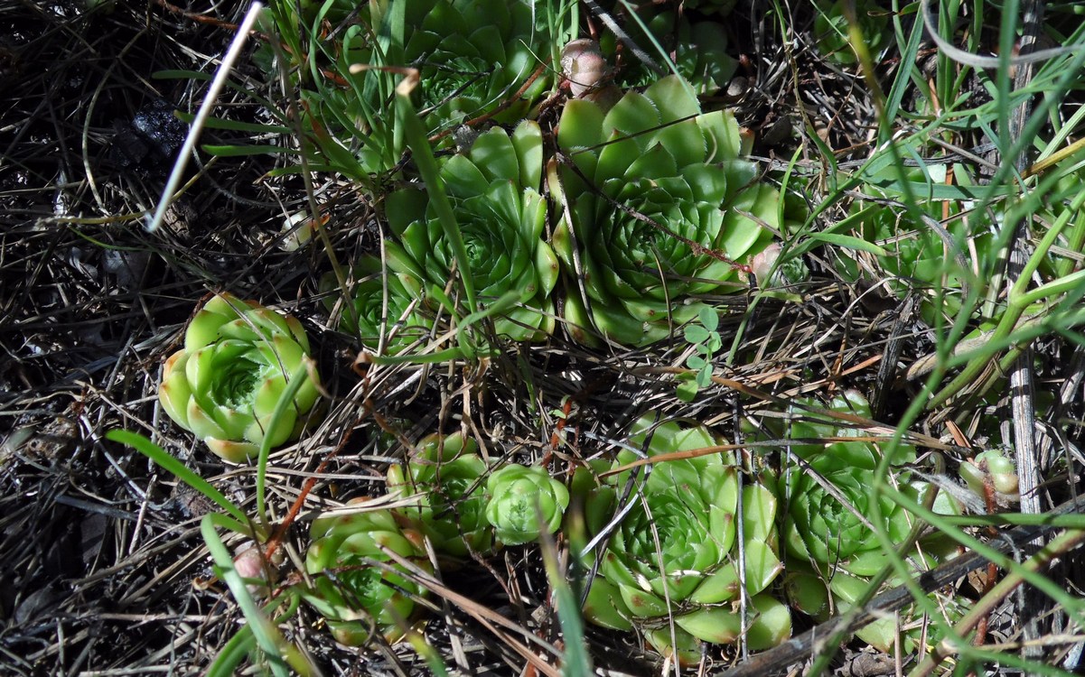 Изображение особи Sempervivum caucasicum.