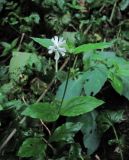 Melandrium latifolium. Верхушка цветущего растения. Краснодарский край, окр. Красной Поляны, лес у р. Бешенка на выс. ок. 1000 м н.у.м. 01.08.2016.