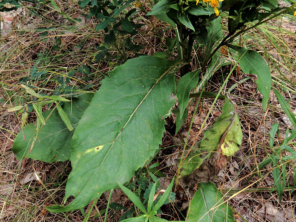 Image of Solidago virgaurea specimen.