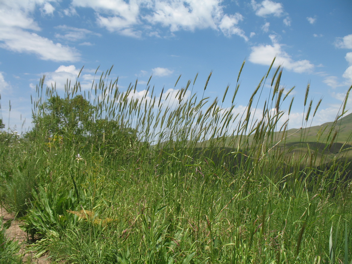 Изображение особи Hordeum bulbosum.