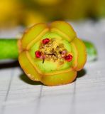 Euphorbia neriifolia