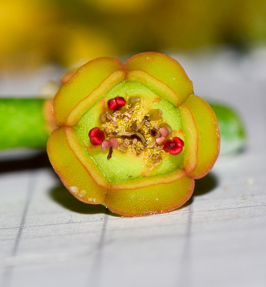 Image of Euphorbia neriifolia specimen.