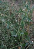 Atriplex micrantha