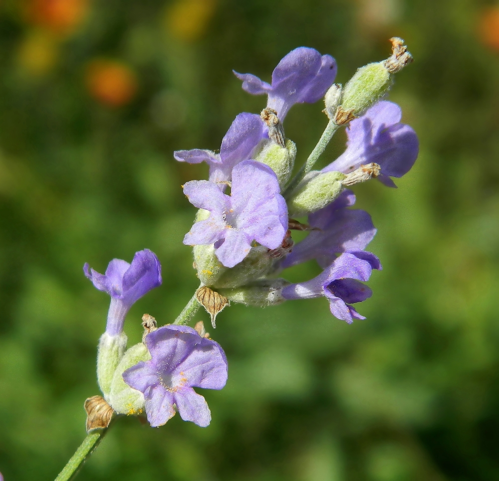 Image of Lavandula angustifolia specimen.