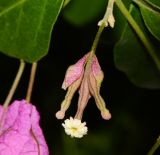 род Bougainvillea