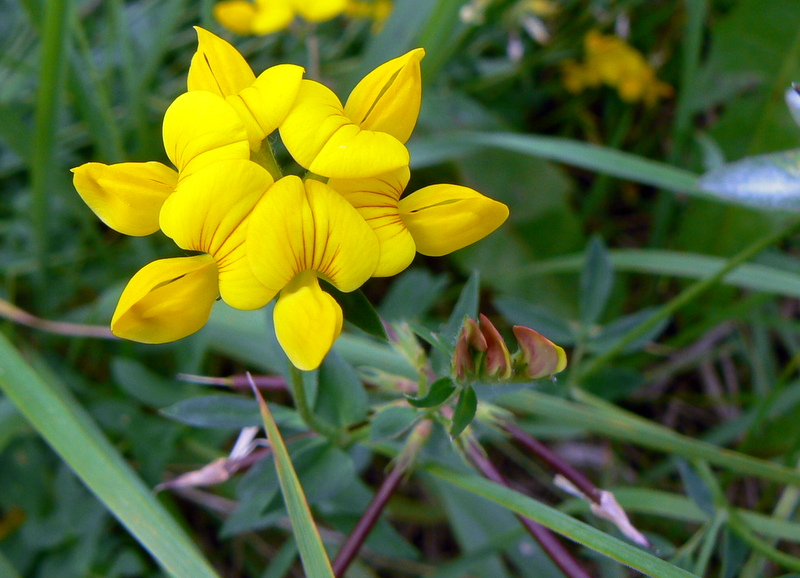 Изображение особи Lotus corniculatus.