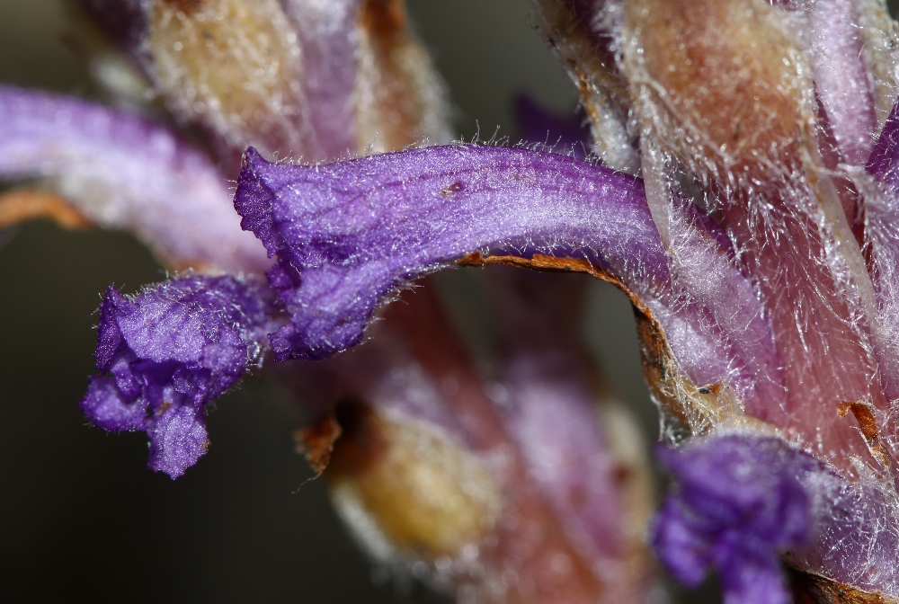 Изображение особи Orobanche coerulescens.