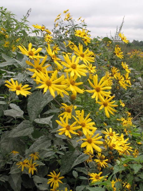 Image of Helianthus tuberosus specimen.