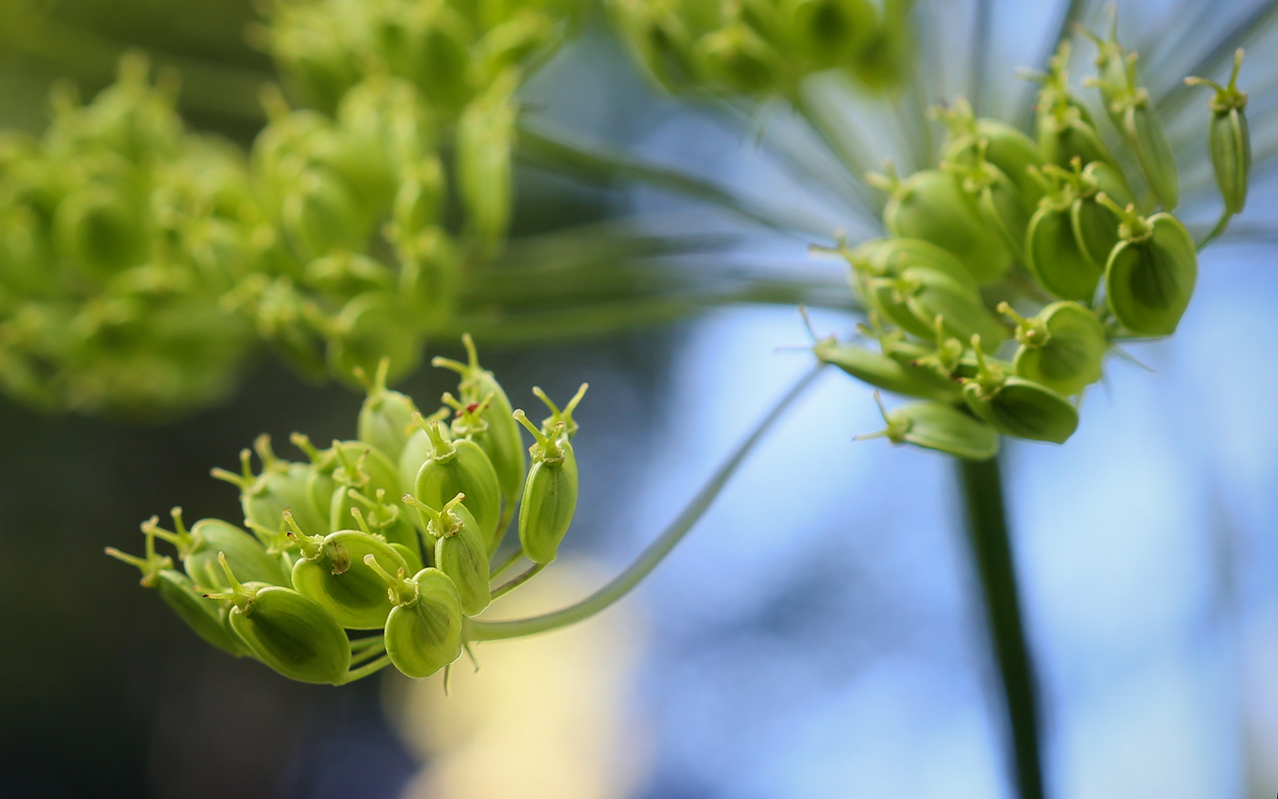 Изображение особи Heracleum sibiricum.