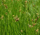 Bolboschoenus planiculmis. Верхушки цветущих растений. Восточный Казахстан, Уланский р-н, окр. с. Украинка, заболоченный луг. 10.07.2016.