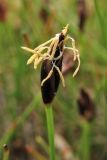 Eleocharis quinqueflora