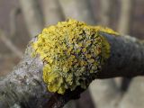 Xanthoria parietina. Таллом с апотециями. Санкт-Петербург, Пушкин, Екатерининский парк, на коре липы. 03.04.2016.