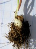 Gagea bohemica