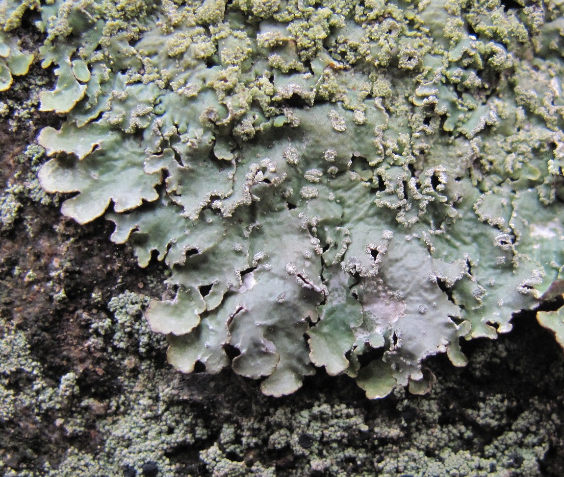 Image of Punctelia borreri specimen.