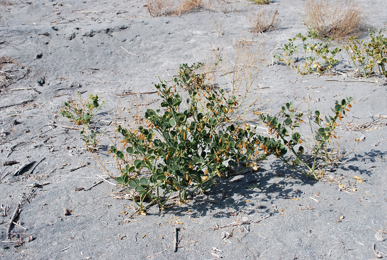 Image of Zygophyllum oxianum specimen.