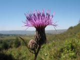 Serratula coronata. Соцветия. Казахстан, Джунгарский Алатау, верховья Черной Речки, Лепсинский филиал Жонгар-Алатауского национального парка, Черновский участок, высокотравный луг в поясе яблоневых лесов, выс. 1200 м н.у.м. 26 августа 2016 г.