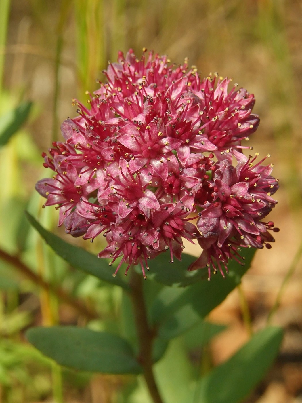 Изображение особи Hylotelephium cyaneum.