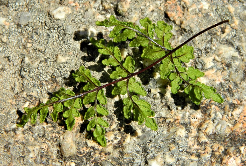 Image of Oeosporangium tinaei specimen.