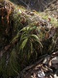 Asplenium viride