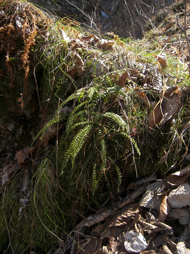 Image of Asplenium viride specimen.