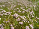 genus Valerianella