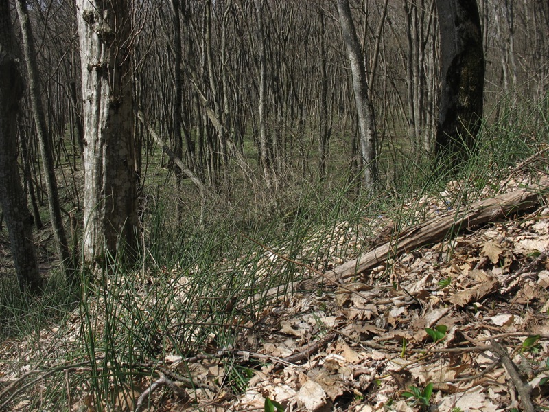 Image of Equisetum hyemale specimen.