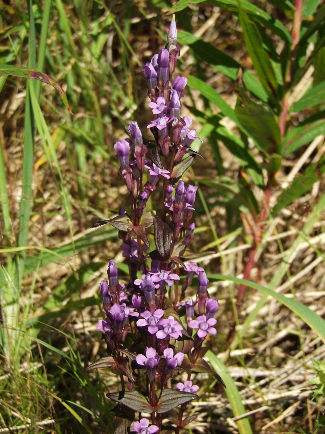 Изображение особи Gentianella auriculata.