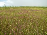 Pedicularis spicata