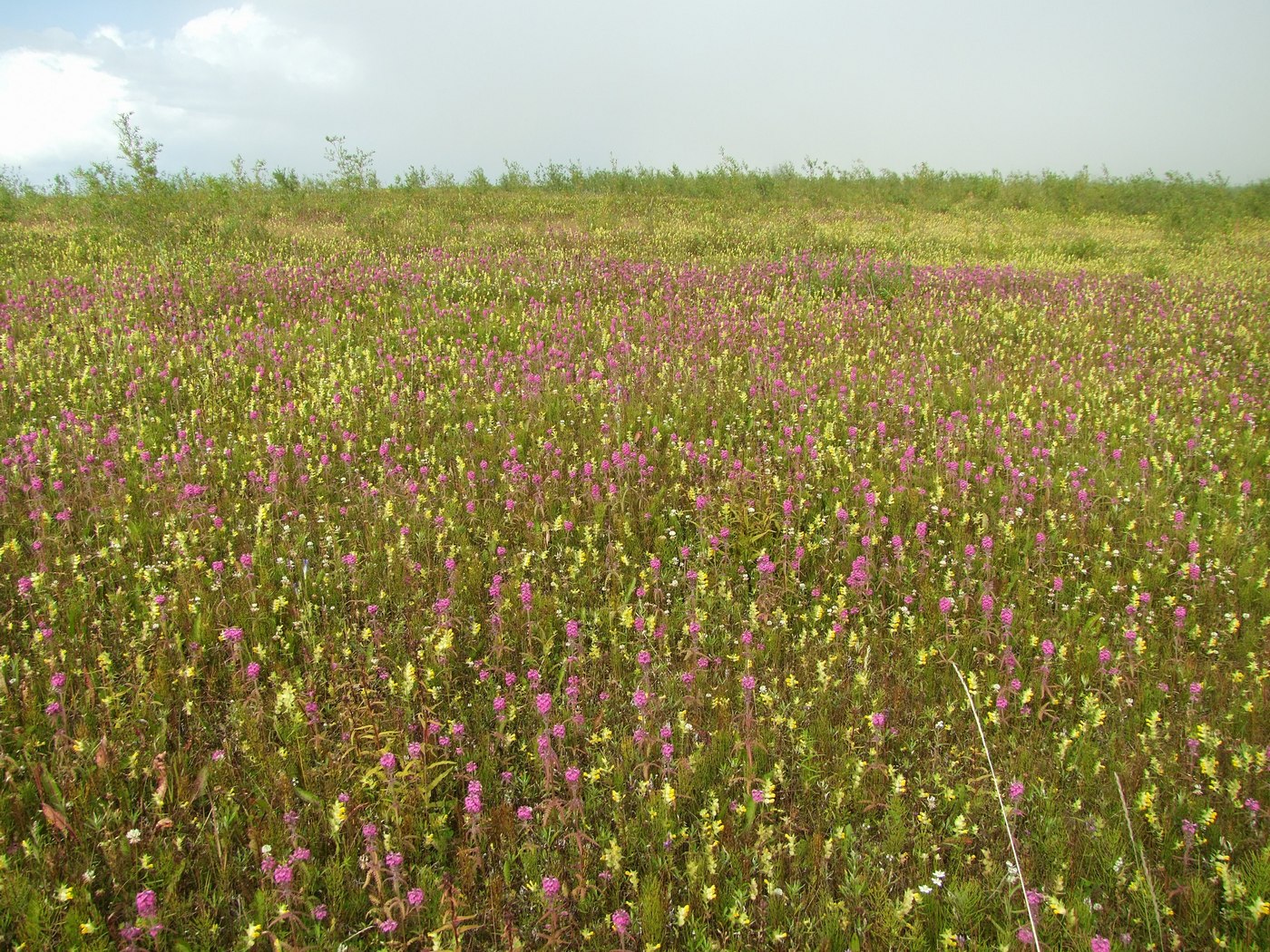 Изображение особи Pedicularis spicata.