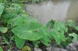 Colocasia esculenta. Листья. Китай, Гуанси-Чжуанский автономный р-н, окр. деревни Мингши, берег пруда. 6 марта 2016 г.