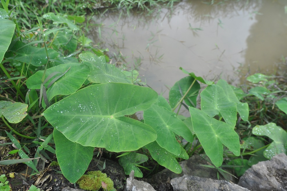 Image of Colocasia esculenta specimen.