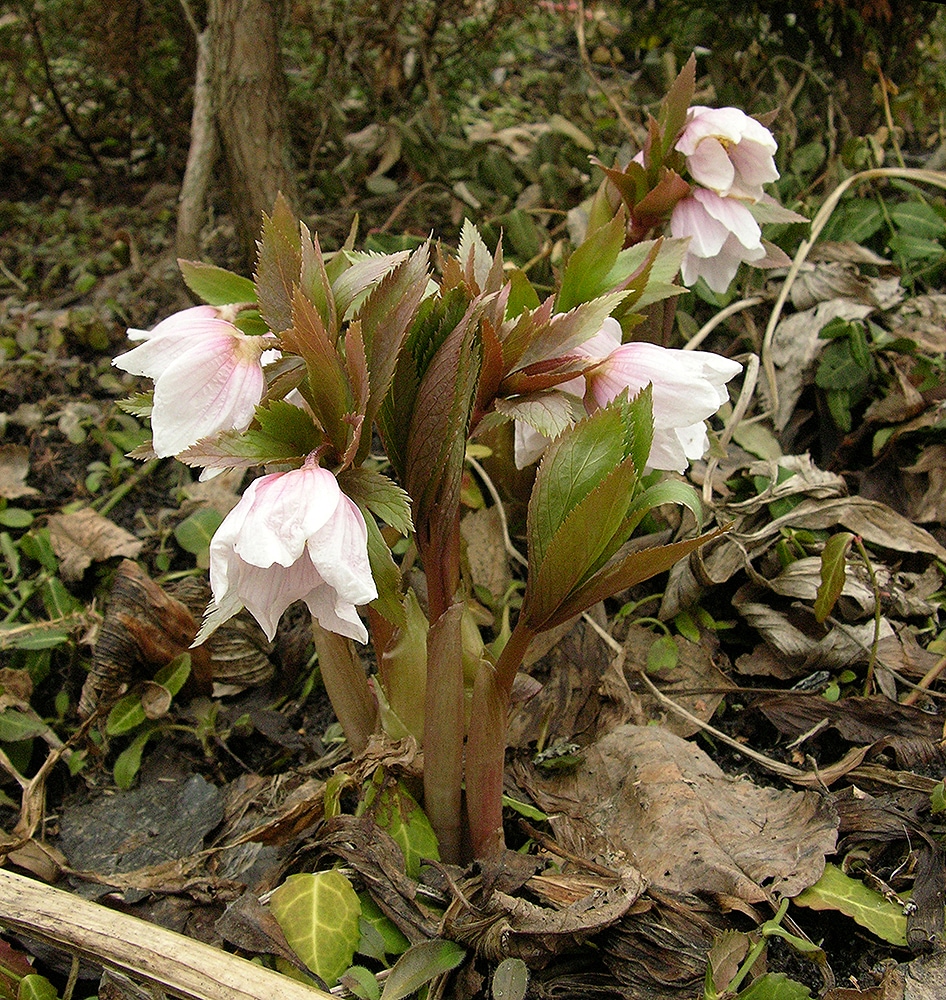 Image of Helleborus thibetanus specimen.