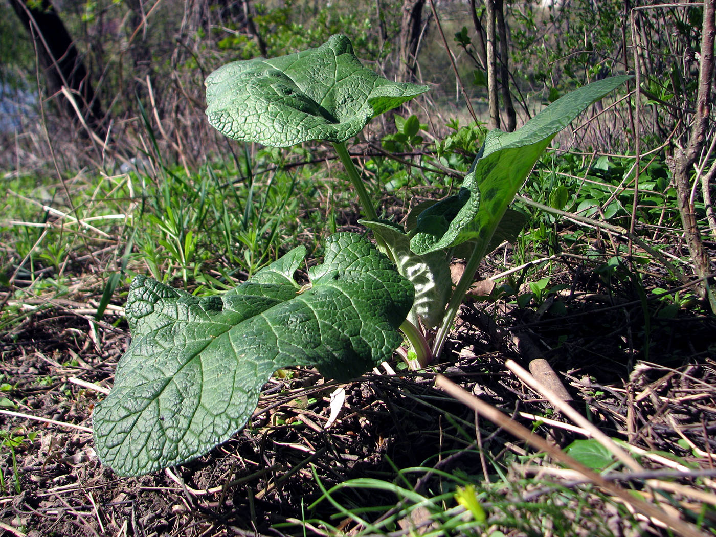 Изображение особи Arctium lappa.