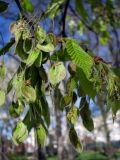 Ulmus laevis