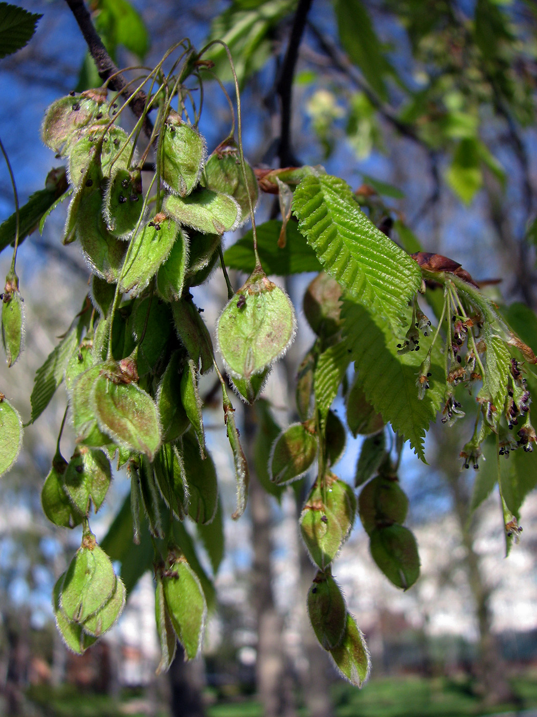 Изображение особи Ulmus laevis.