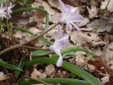Chionodoxa luciliae variety rosea. Верхушка генеративного побега с цветками. Москва, Воронцовский парк, дубовая роща. 24.04.2017.