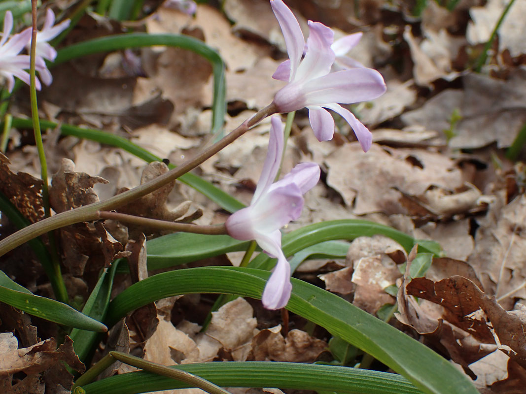 Изображение особи Chionodoxa luciliae var. rosea.