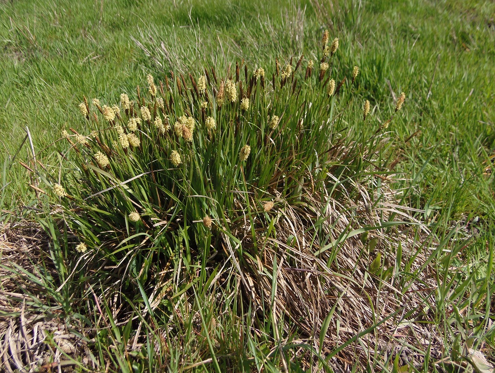 Изображение особи Carex cespitosa.