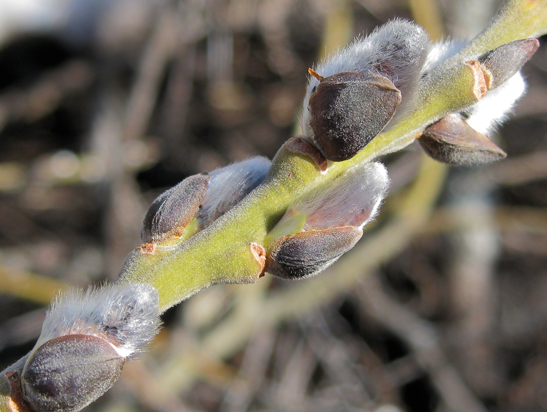Image of Salix cinerea specimen.