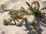 Euphorbia paralias. Цветущее растение. Египет, окр. г. Сиди Абл Эль-Рахман, дюны. 06.03.2017.