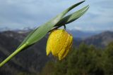 Fritillaria ophioglossifolia