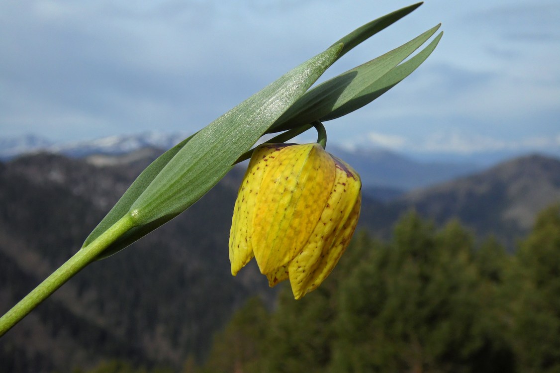 Изображение особи Fritillaria ophioglossifolia.