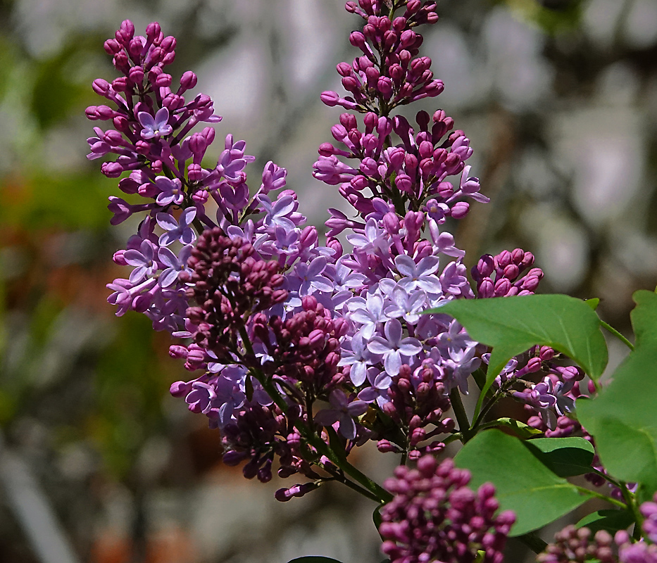 Image of Syringa vulgaris specimen.