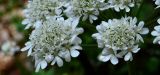 Heracleum ligusticifolium