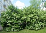 Viburnum opulus form roseum. Цветущие растения. Беларусь, г. Минск, декоративное озеленение. 27.05.2017.