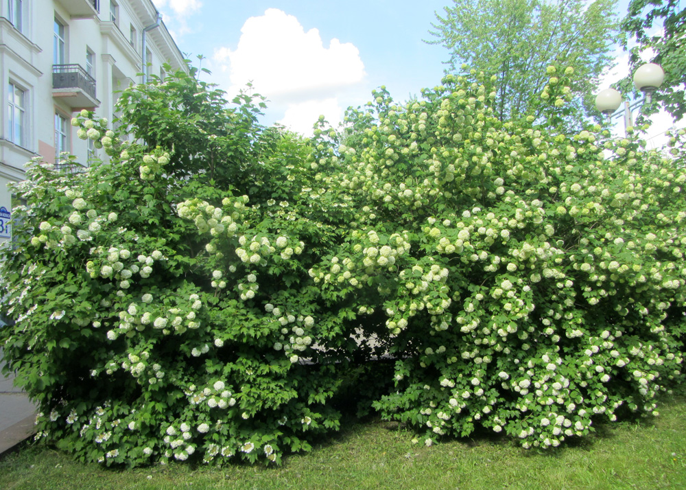 Изображение особи Viburnum opulus f. roseum.